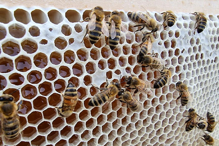 Bienenwabe